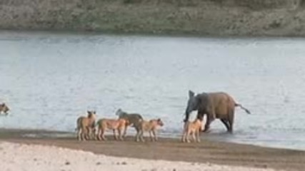 младо слонче срещу 14 лъва