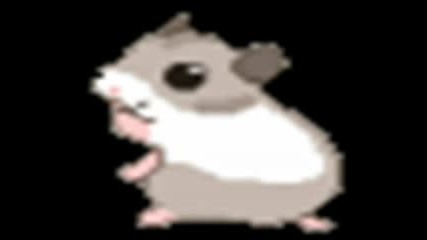 Hamster Dance Video