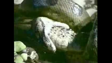 Змия Изяжда Алигатор!!!