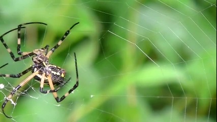 Ето как един паяк прави паяжината си