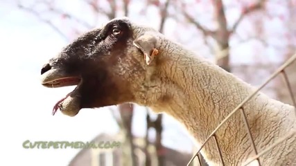 Овце издават смешни звуци - Забавна Компилация