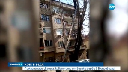 Пожарникари спасиха коте от дърво в Благоевград