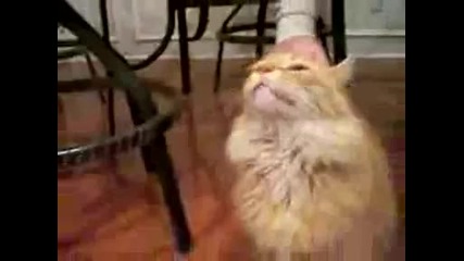 Смешна котка говори от кеф
