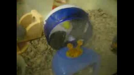 Hamster Wheel Frenzy