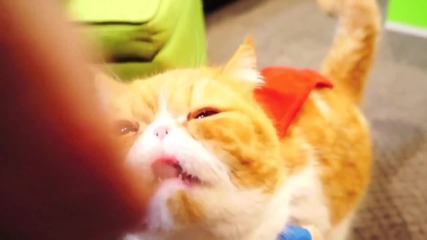 Сладки котки в костюми !