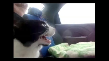 Смях ! Котка се вози в Honda Civic Turbo Vtec !