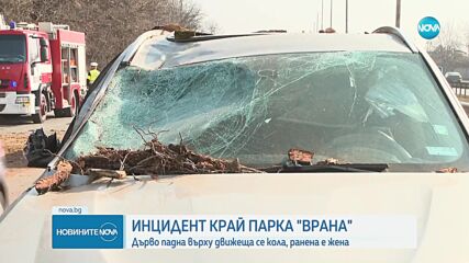 Дърво падна върху кола на "Цариградско шосе" в София, има пострадал (ВИДЕО+СНИМКИ)