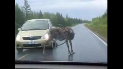 Как да изгониш елен от пътя
