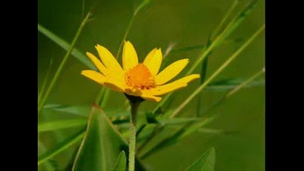Paul Mauriat - A Flower Is All You Need