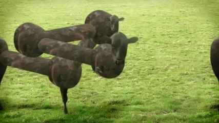 cows 