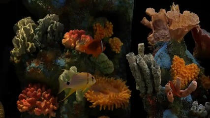 Аквариум. Природни звуци - Aquarium. Natural Sounds 