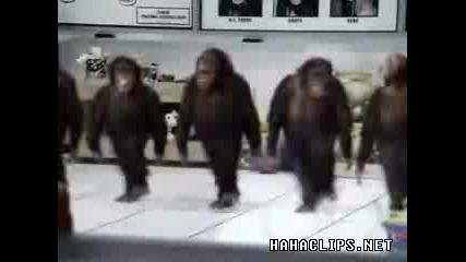 Маймуни Тамцуват Ирландски Танц