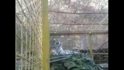zoo тигър 