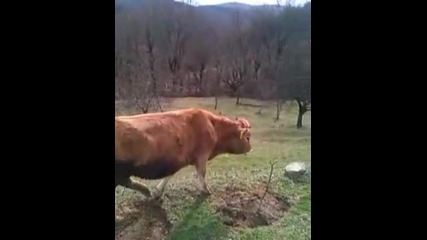 Vid_20150227_143105 (завъртяно)