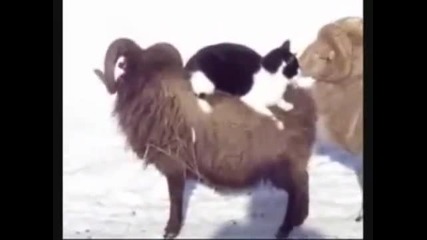 Коте използва овен като такси 