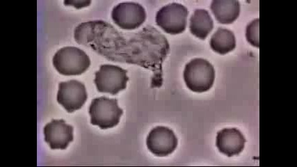 Човешкото тяло - левкоцит преследва бактерия