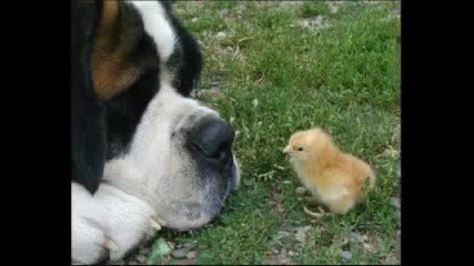 Silly Animal Photos 