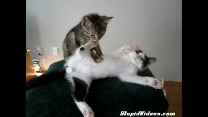 Котка масажист - смях 