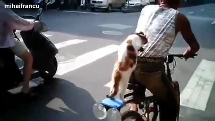 Умни животни
