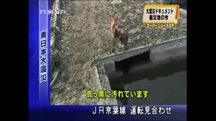 Куче се грижи за друго ранено куче в Япония 