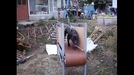 Шакил на разходка