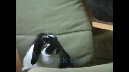 Rabbits Learn About 50 Cent !! 