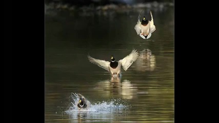 Amar a los Animales Reflections of Nature. 