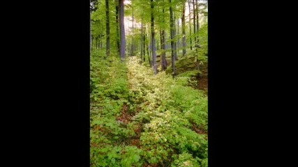 Bg Пейзажи