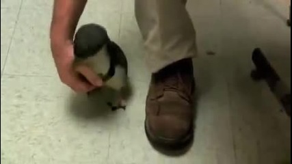Най-готиното и забавно пингвинче, което някога сте виждали :)