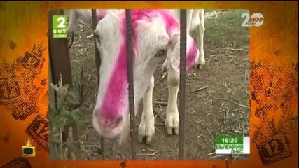 Коза - политически агитатор - Господари на ефира (09.12.2014г.)
