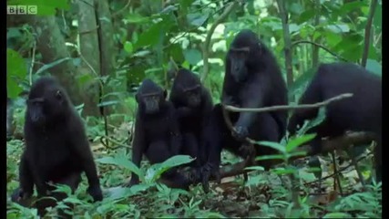 Claims on the plains - Walk on the Wild Side - Bbc 