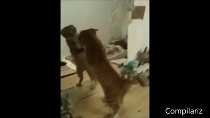 Animals vs Mirrors Compilation