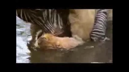 Лъв победен от зебра 