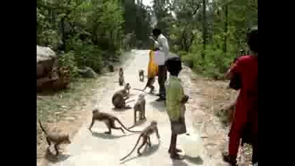 Monkey Feeding