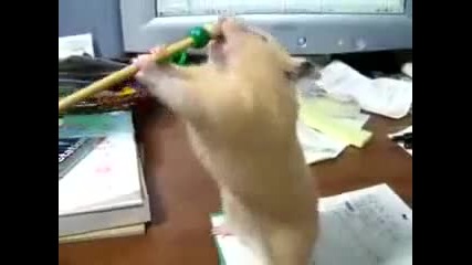 Хамстер се опитва да глътне молив (смях)