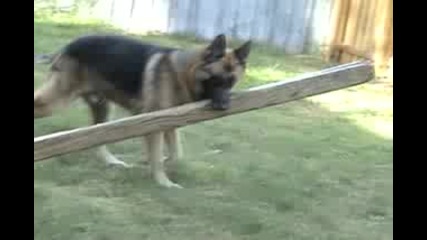 intellegent dog