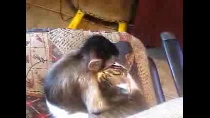 маимуна vs котка [голям смях]