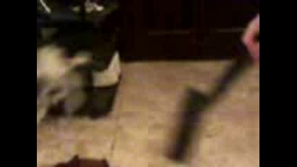 Страхлива котка