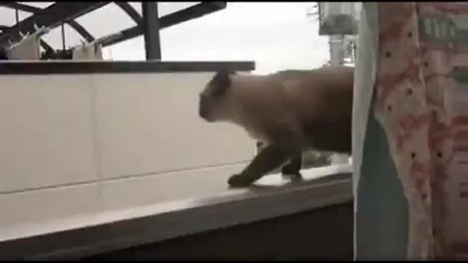Дебала котка не успява да скочи и пада