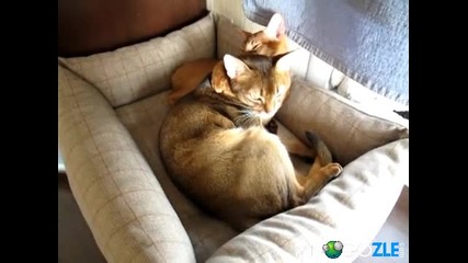 Любовта между котетата