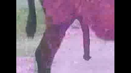 divo magare