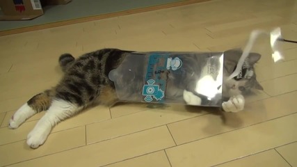 Котето Мару си играе с Прозрачна кутия