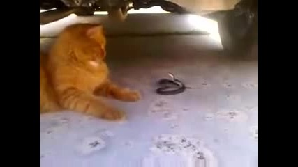 Коте си играе с малко змийче .
