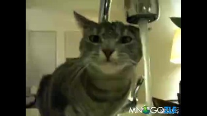 Котарак си мокри главата на чешмата и пие вода от нея