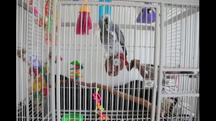 Бийтбоксиращ луд папагал 