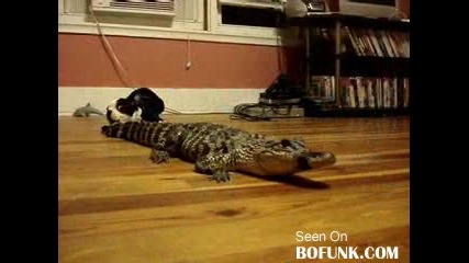 Куче Vs Искуствен Алигатор *Голям Смях*