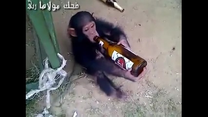 Тази маймунка яко се напи (смях )