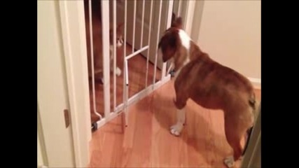 English_bulldog_vs_cat