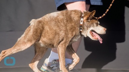 Deformed Mutt is Crowned World's Ugliest Dog