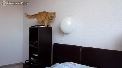 Любопитна котка срещу балон - смях